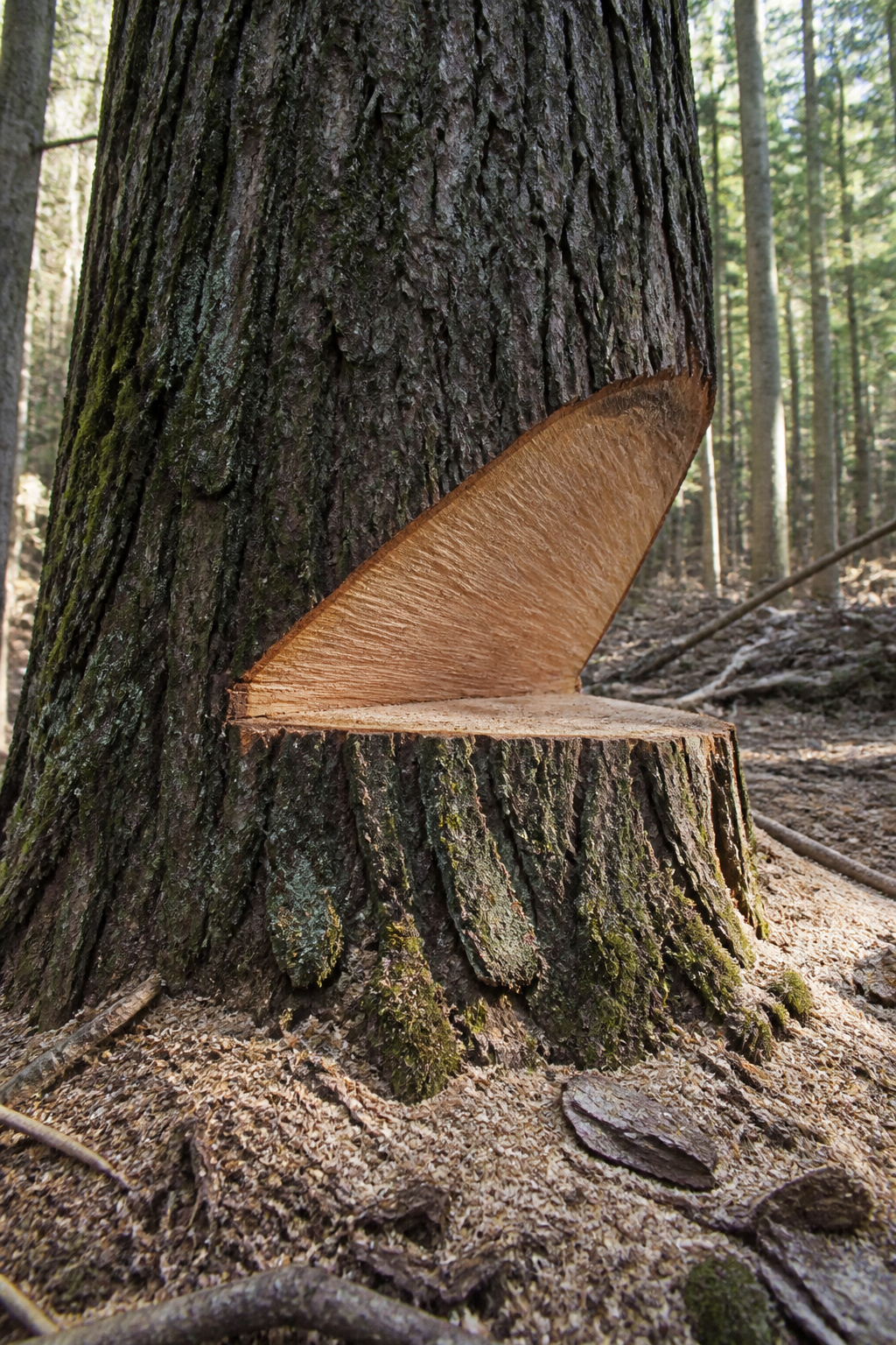 A tree trunk with a notch cut visible on its side.