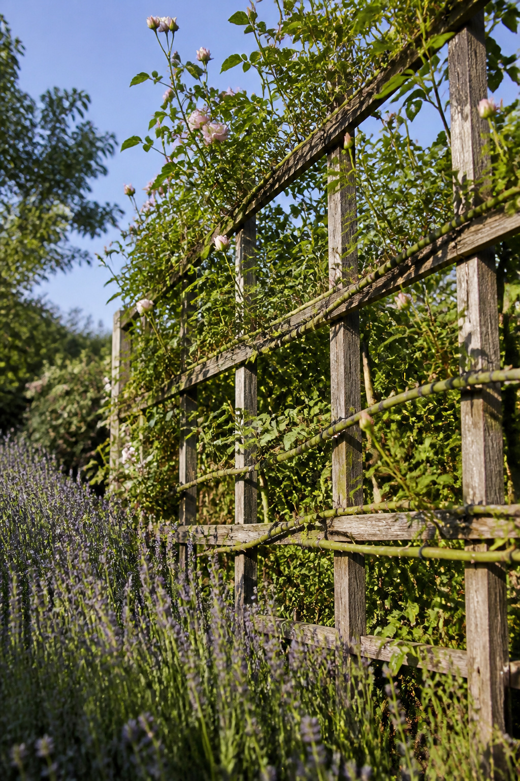 A trellis supporting New Dawn rose canes in a garden.