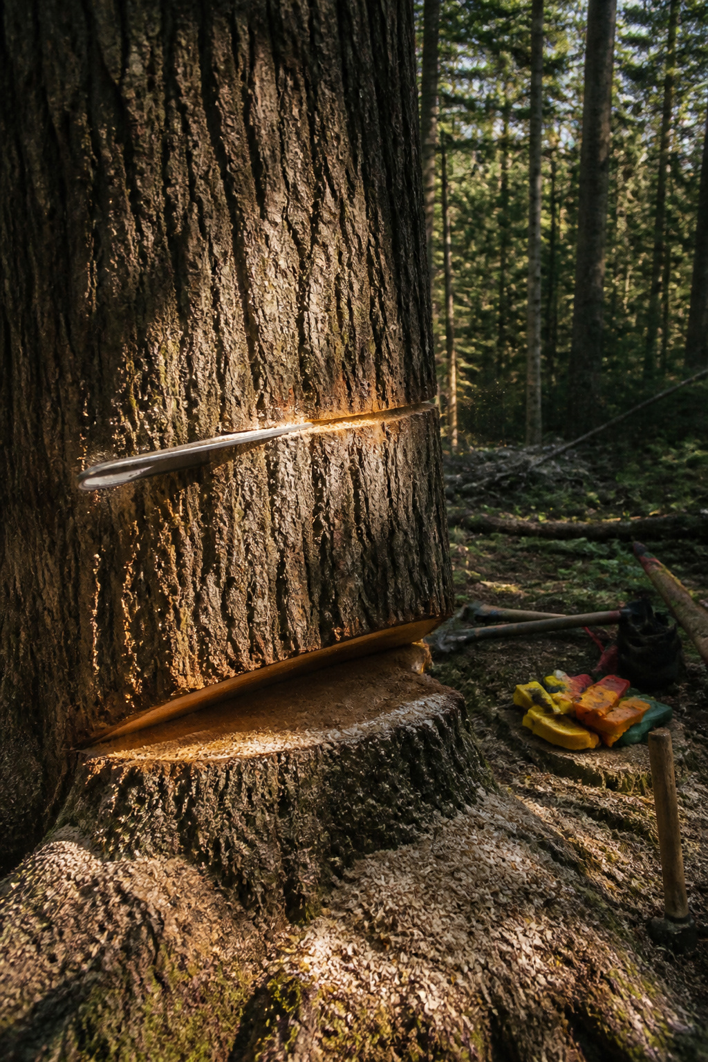 A chainsaw making a back cut on a tree trunk.