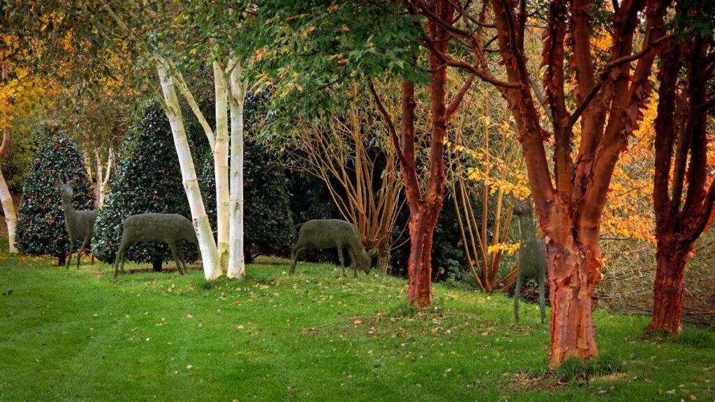 Paperbark Maple with peeling orange bark and white birch trees on a green lawn with deer sculptures.