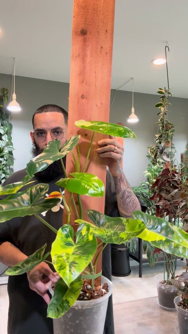 A man holding a large green plant growing up a tall wooden plank indoors.