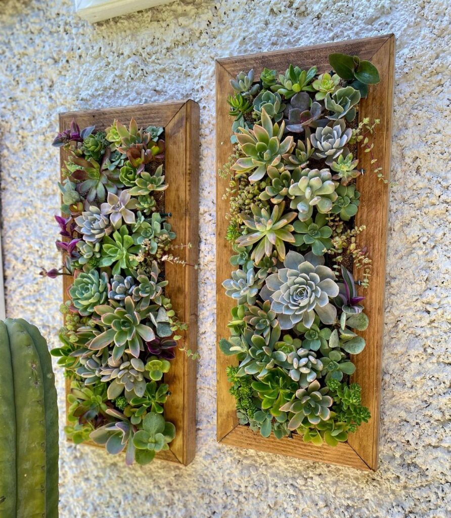 Two wooden frames filled with various green and purple succulents mounted on a white wall.