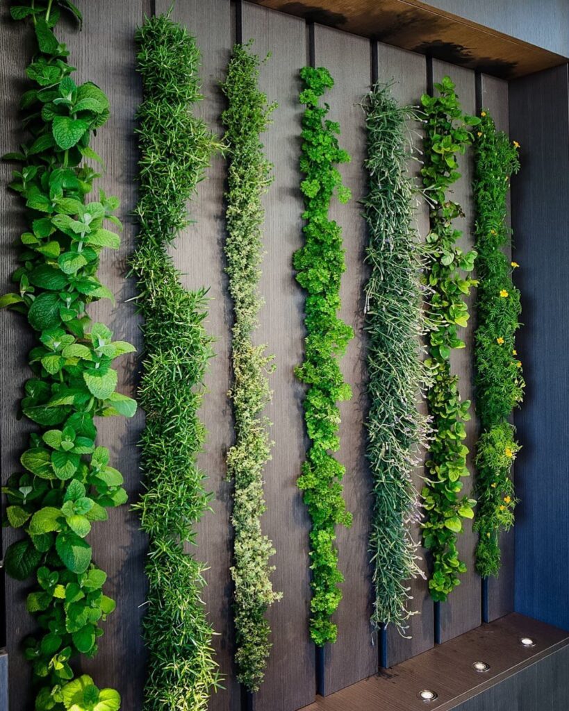 Vertical strips of green herbs growing in rows against a dark wooden paneled wall.