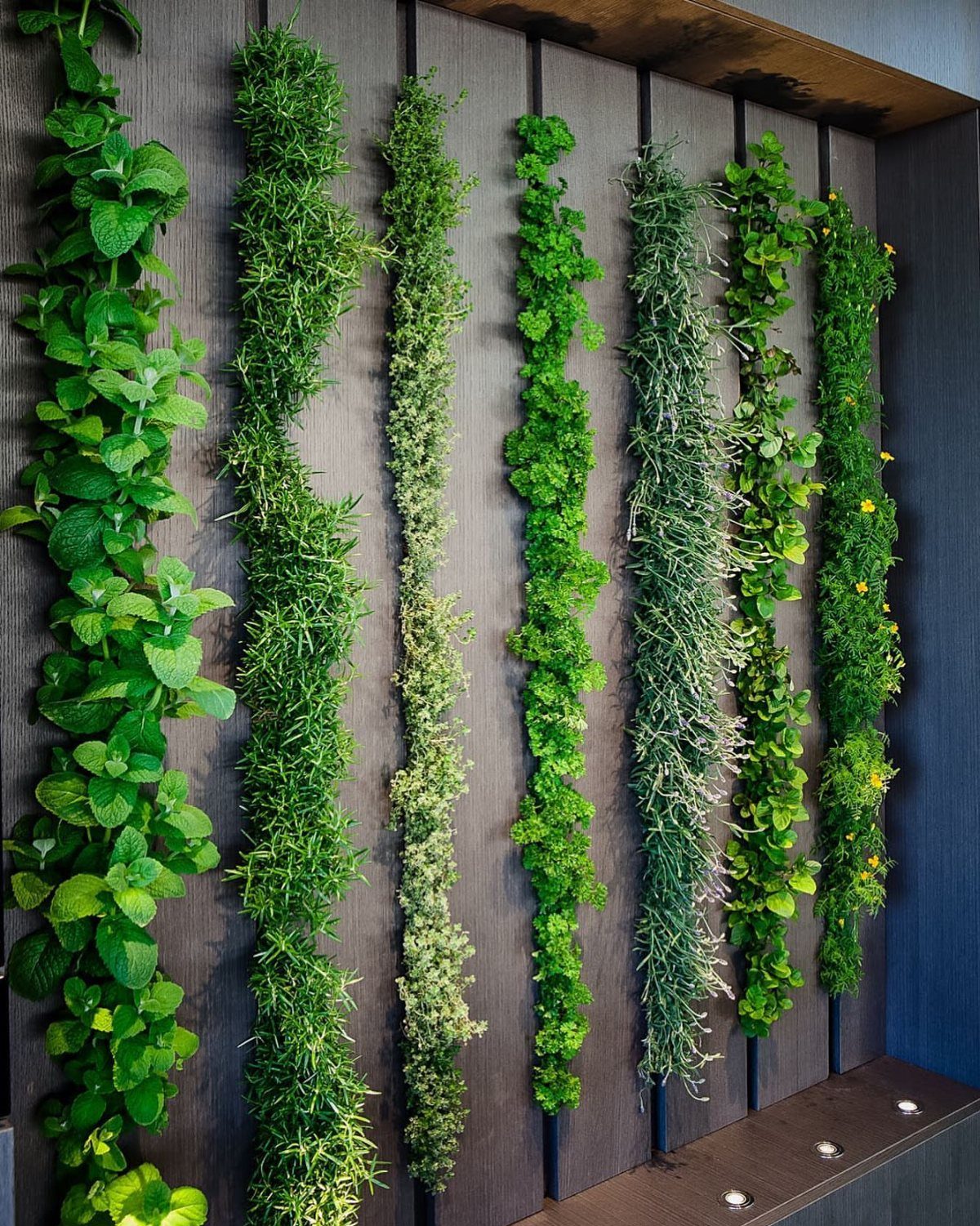 Vertical strips of green herbs growing in rows against a dark wooden paneled wall.